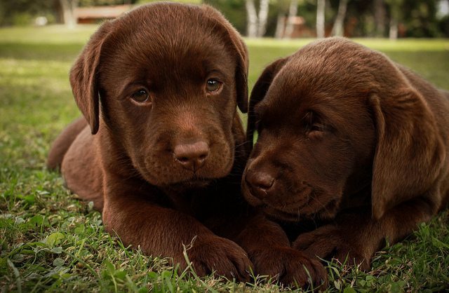 cute little brown puppies
