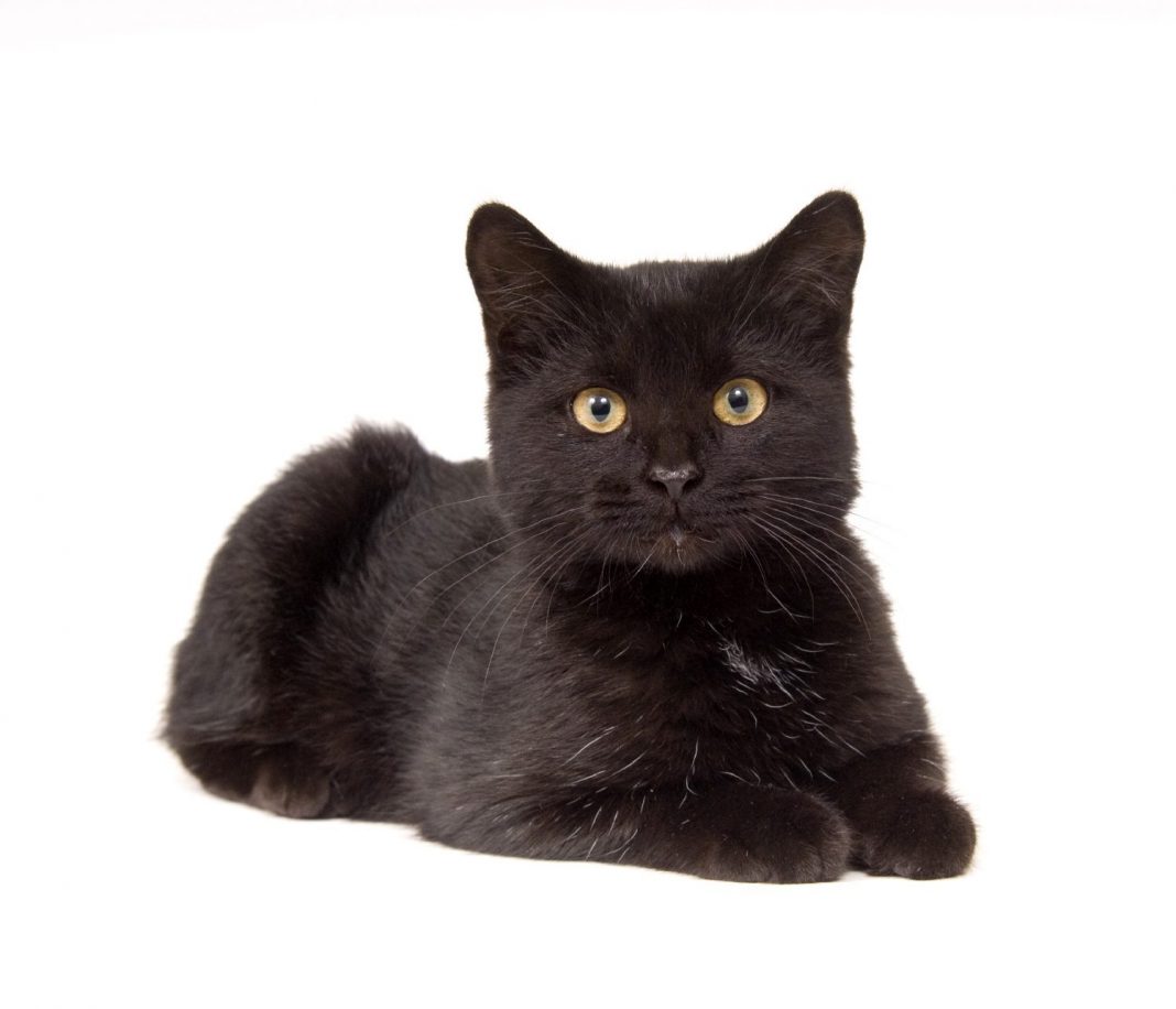 Halloween & Black Cats: Are Black Cats Really so Scary? - Wagbrag