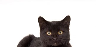 black cat superstitions