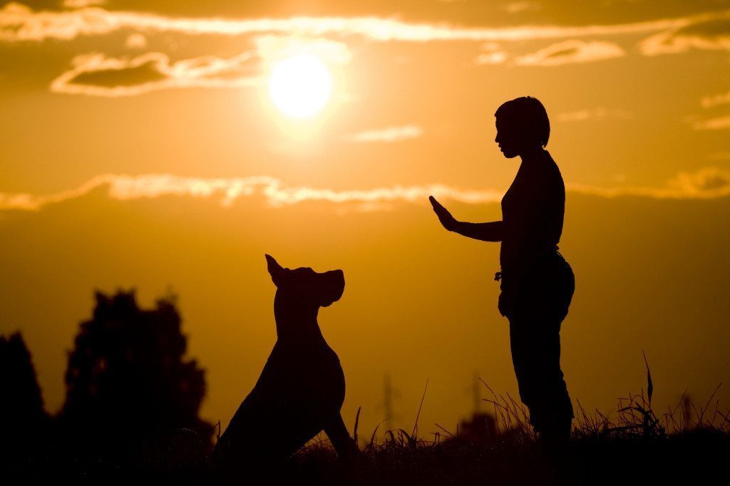 stop your dog from jumping, how to train your dog not to jump up