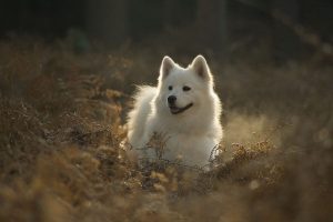samoyed in a field
