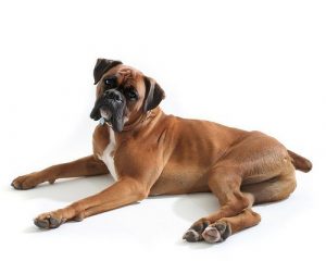 Boxer breed information