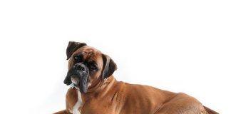 Boxer Breed Information