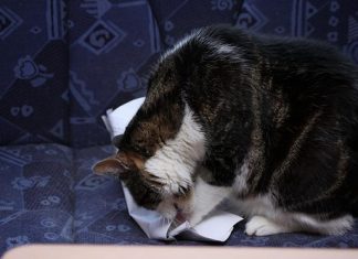 Why does my cat eat paper?