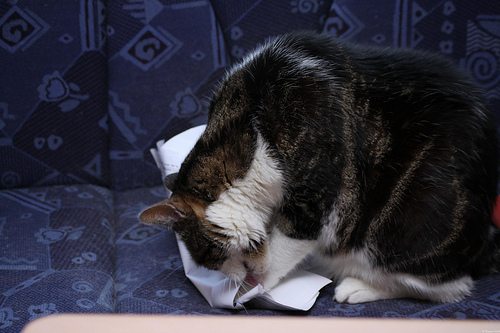 Why does my cat eat paper