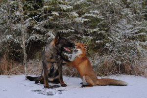 dog and fox playing