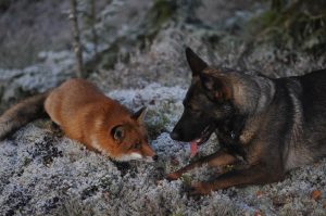 dog and fox playing