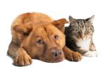 Arthritis in Dogs and Cats