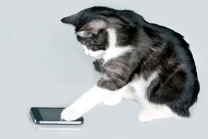cat and iPhone, apps for cats, cat smartphone apps
