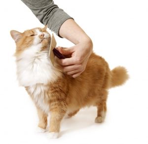 cat grooming guide