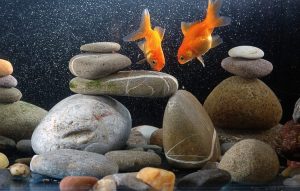 how to disinfect aquarium rocks