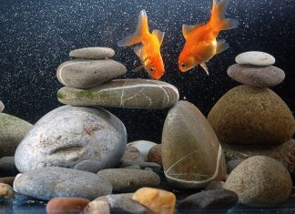 rocks in fish tank