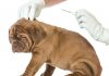 microchipping your pet