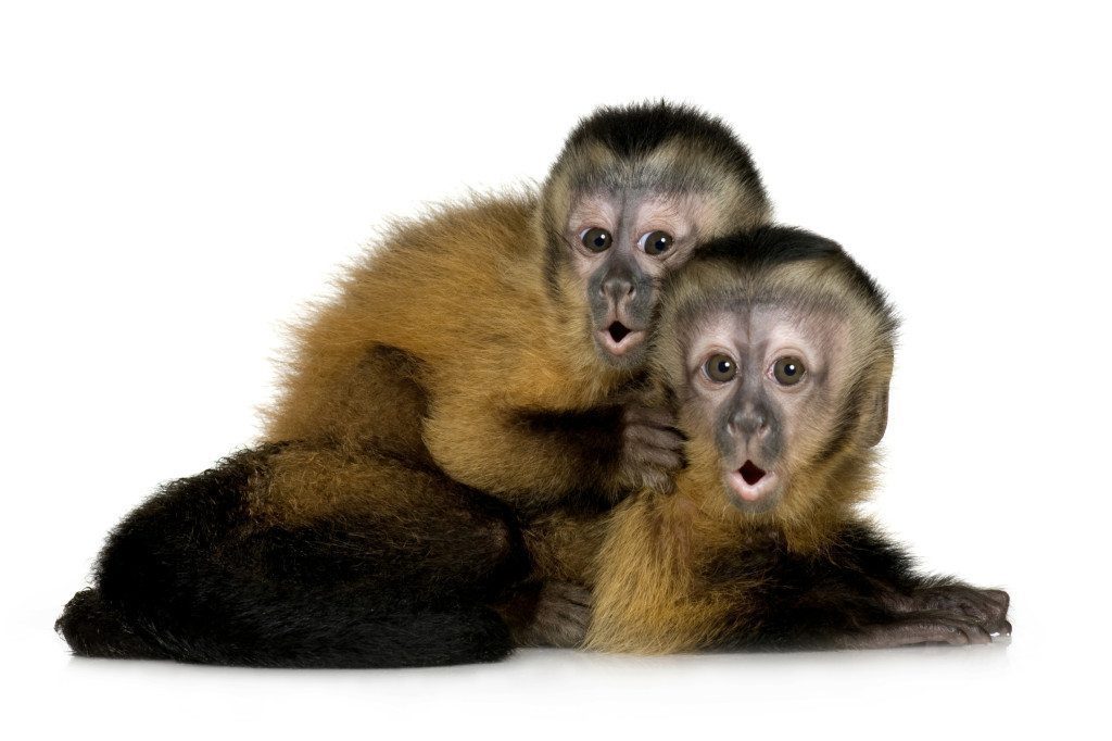 why a pet monkey is a bad idea