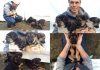 Olympic Skier Gus Kenworthy and rescueing puppies