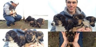 Olympic Skier Gus Kenworthy and rescueing puppies