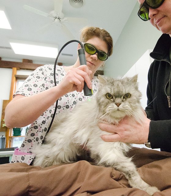 laser therapy for pets, laser therapy for cats
