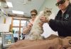 laser therapy for pets