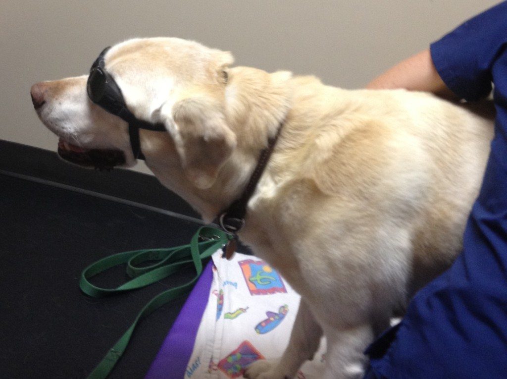 laser therapy, laser therapy for pets, dog laser therapy, cat laser therapy