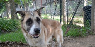 dog rescue - zeke needs a new home