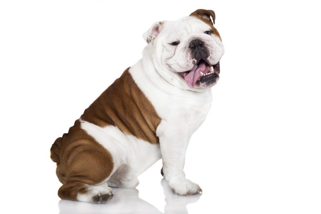 English Bulldog best dogs for apartments 