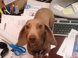 take your dog to work day