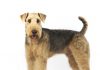 airedale terriers