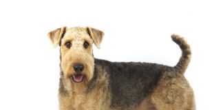 airedale terriers