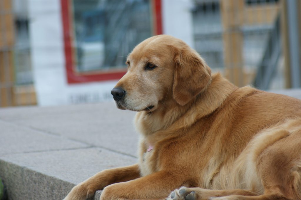 Canadian_Golden_Retriever - Wagbrag - Pet Wellness, Health ...