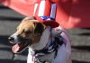 July 4th - Pet Safety Tips