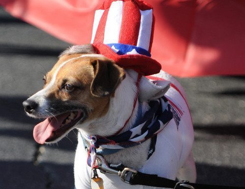 July 4th - Pet Safety Tips
