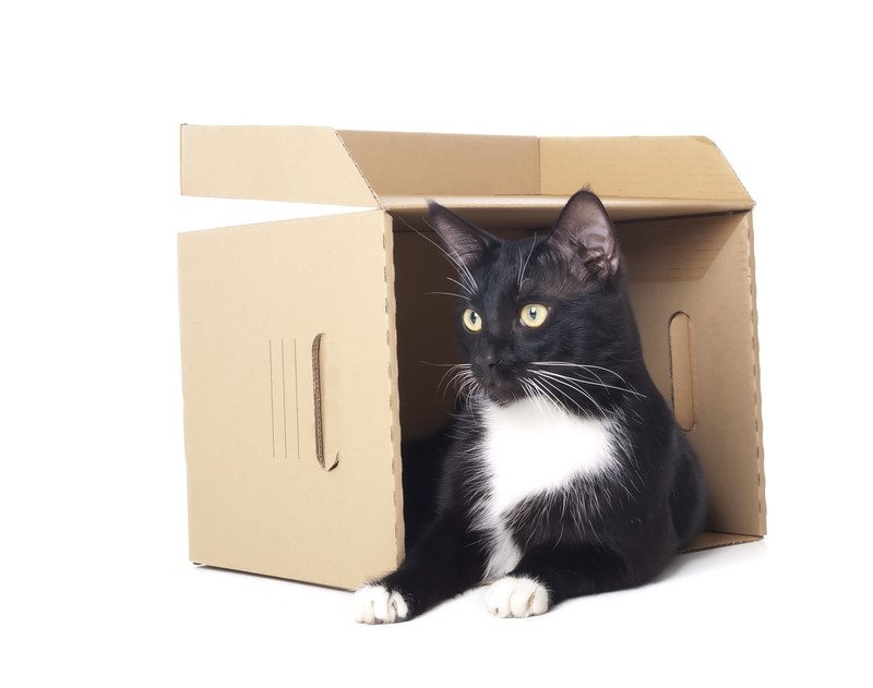 Moving to a New Home With Your Cat 