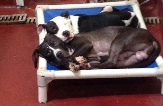 shelter dogs cuddling