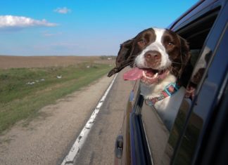 car safety for pets