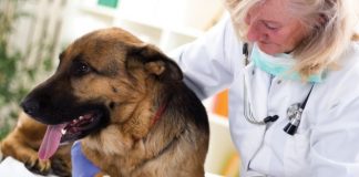 dog diseases and injuries