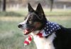 july 4th pet safety tips