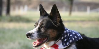 july 4th pet safety tips
