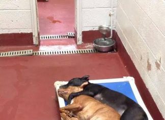 shelter dogs cuddling