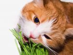 How Catnip Affects Cats