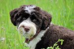 Portuguese Water Dog