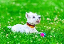 dogs that don't shed, nonshedding dog breeds