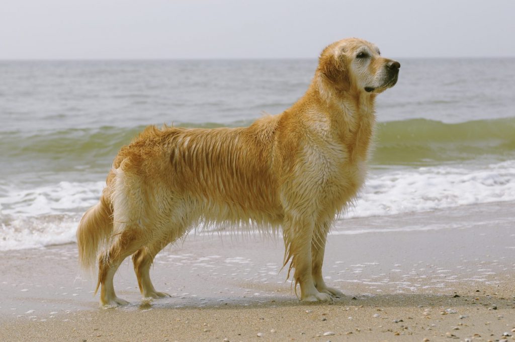 golden retriever dog, golden retriever breed info