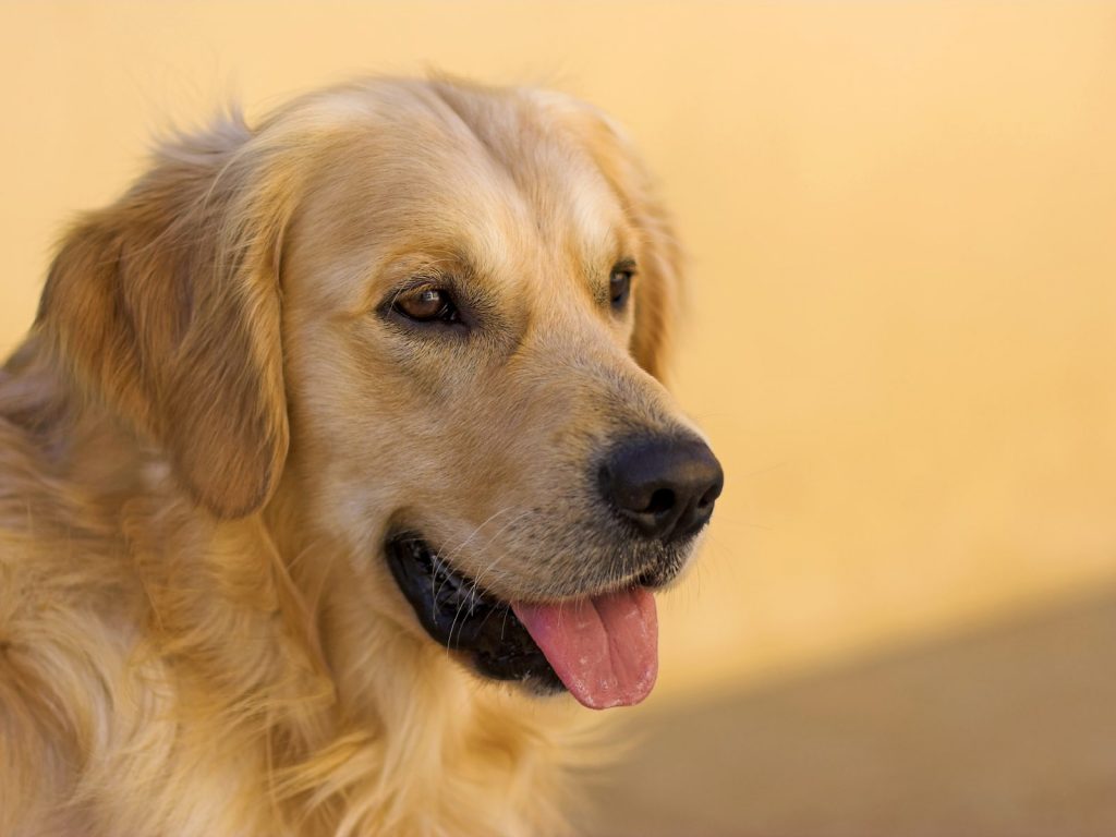 golden retriever dog, golden retriever breed