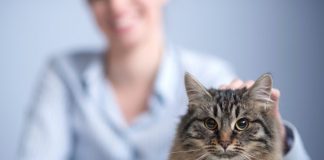 top mistakes made by cat parents
