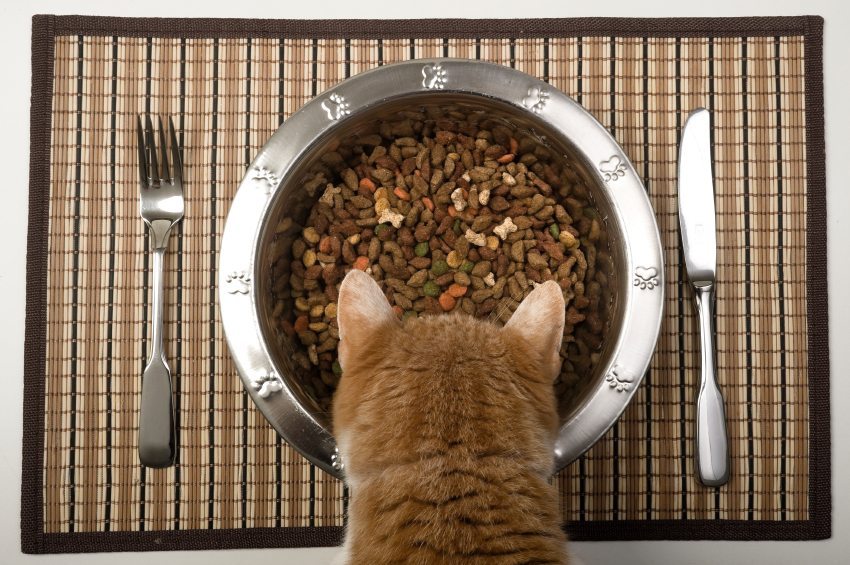 Foods for Cats