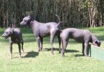 Xoloitzcuintli