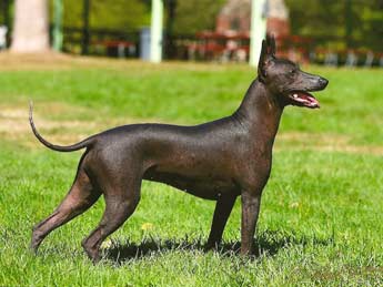 Xoloitzcuintli - Wagbrag - Pet Wellness, Health, Rescue and Adoption