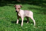 american hairless terrier