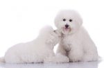 bichon frise