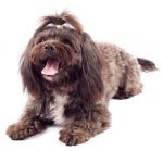 Havanese dog standing with mouth open